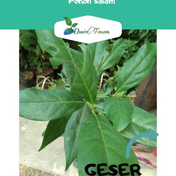 

Terupdate dijamin rimbun bibit tanaman Pohon BUAH daun salam hidup