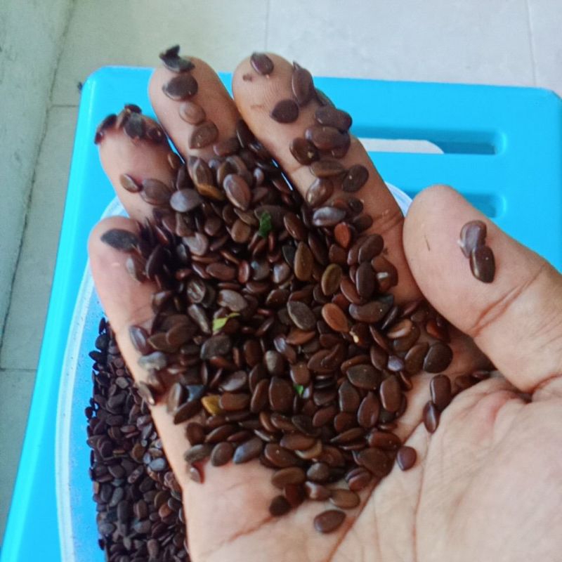 

Biji Lamtoro kemasan 1kg