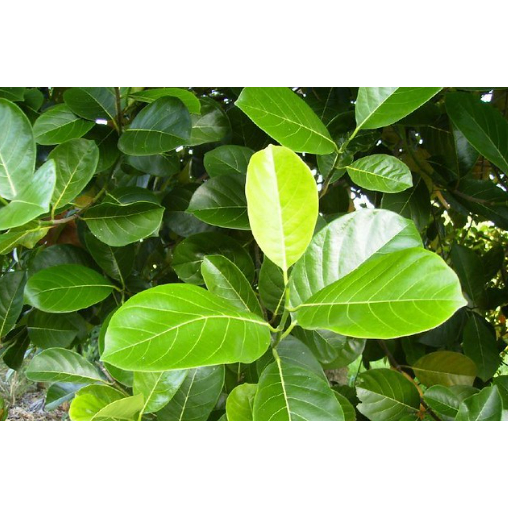 

daun nangka fresh