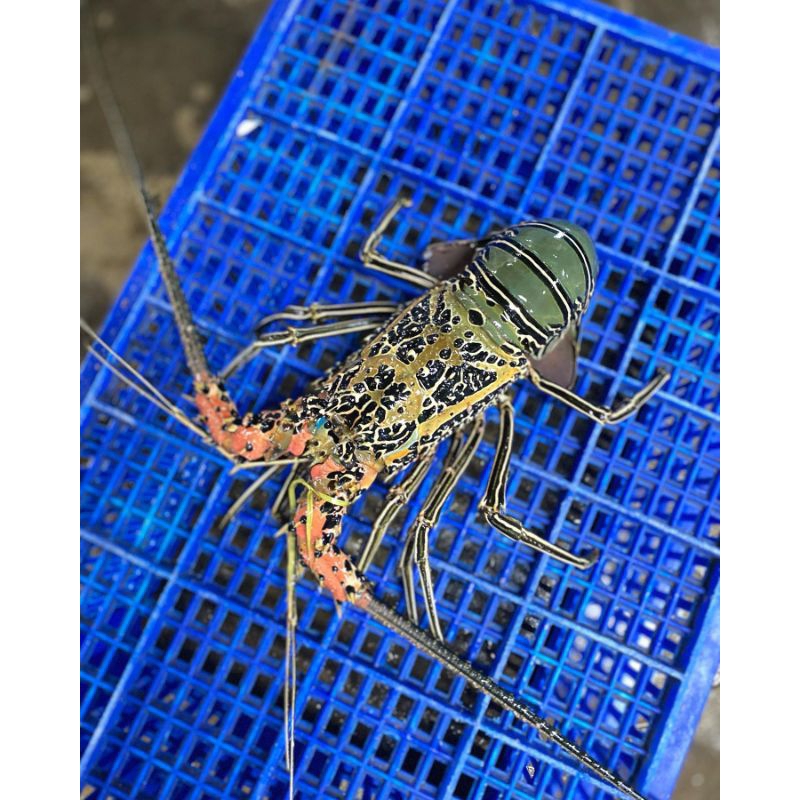 Lobster Laut Hidup size 500 Gram Up 1kg isi 2 Ekor