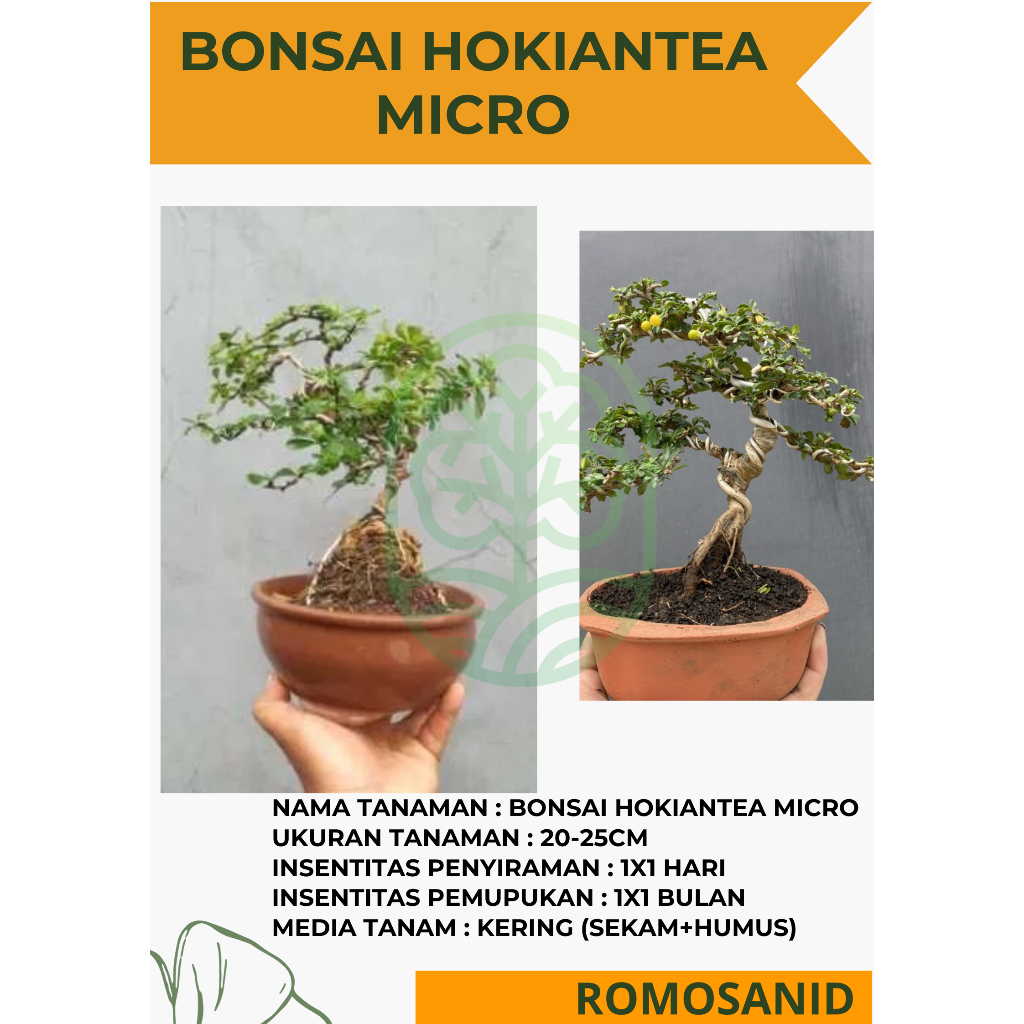 tanaman bonsai hokiantea micro berbuah siap tampil  - ROMOSAN.ID