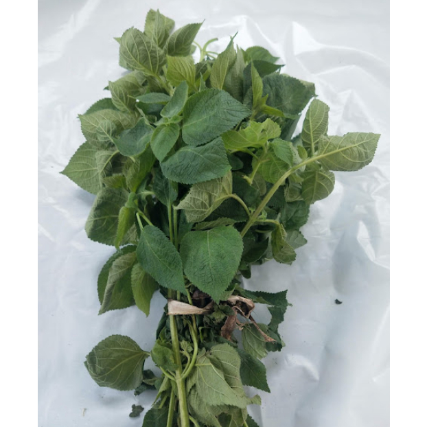 

Daun lantanan Segar / daun Tembelekan segar / Daun Lantana cemara