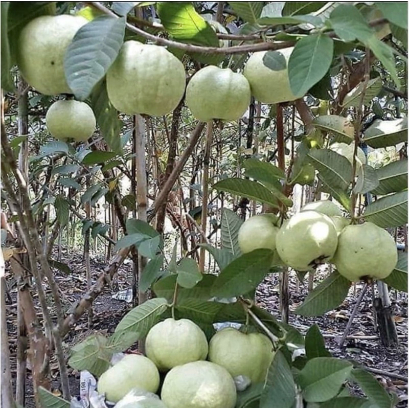 

Jambu Kristal Segar Murah 1kg atau /kg