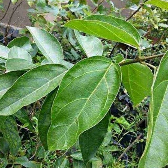 

DAUN CINCAU POHON/CINGCAU/CAMCAUH POHON FRESH