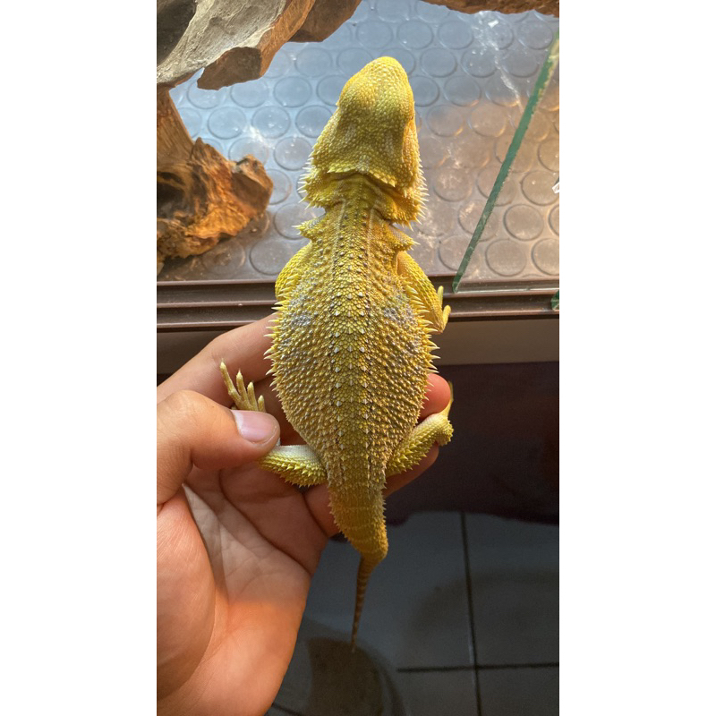 Super Citrus Hypo Het-Trans Gstripe Paradox