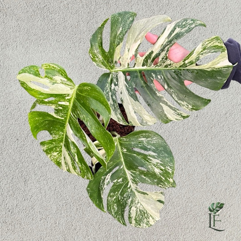 Monstera Variegata Marble