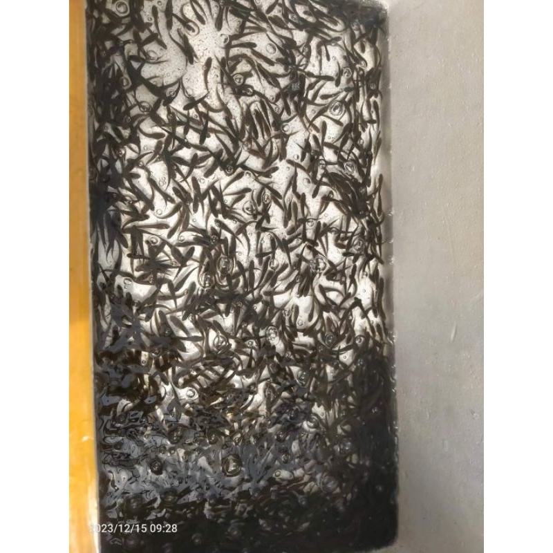 

Bibit ikan Gabus isi 100e uk 3cm 4cm