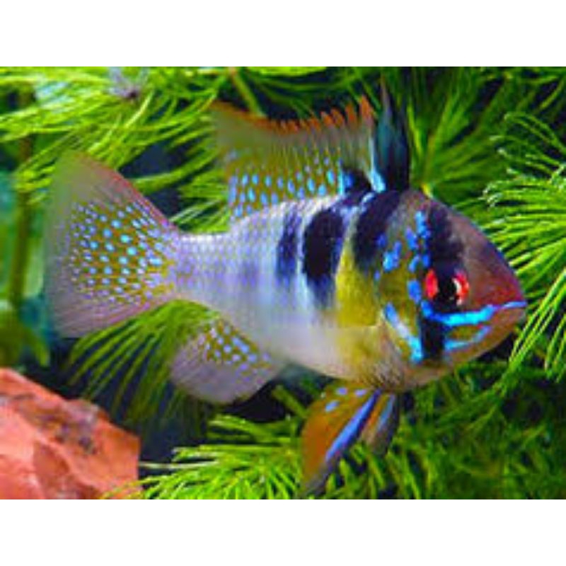 ramirezi german hiasan aquarium aquascape