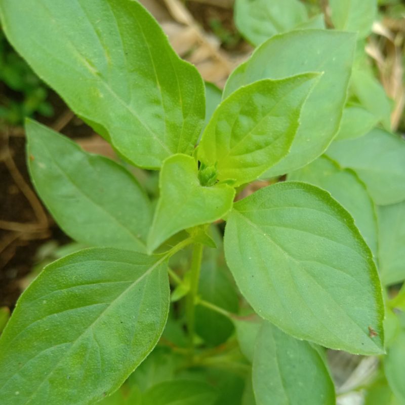 

daun kemangi segar 100gram