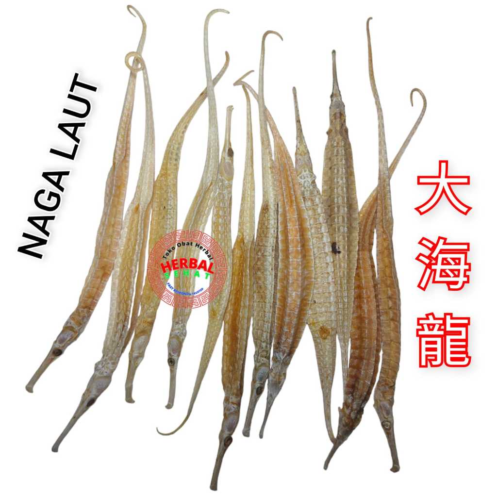 

Hai Long 600 Gram 海龙 Naga Laut Kering - Hai Lung / Hailong Hailung Syngnathus Acus