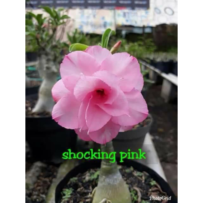 Tanaman Hias Adenium/Kamboja Id Shocking Pink Bunga Tumpuk / Kamboja Jepang