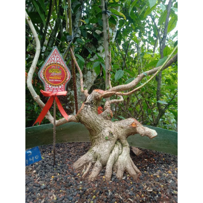 Bonsai Sancang Small Prospek