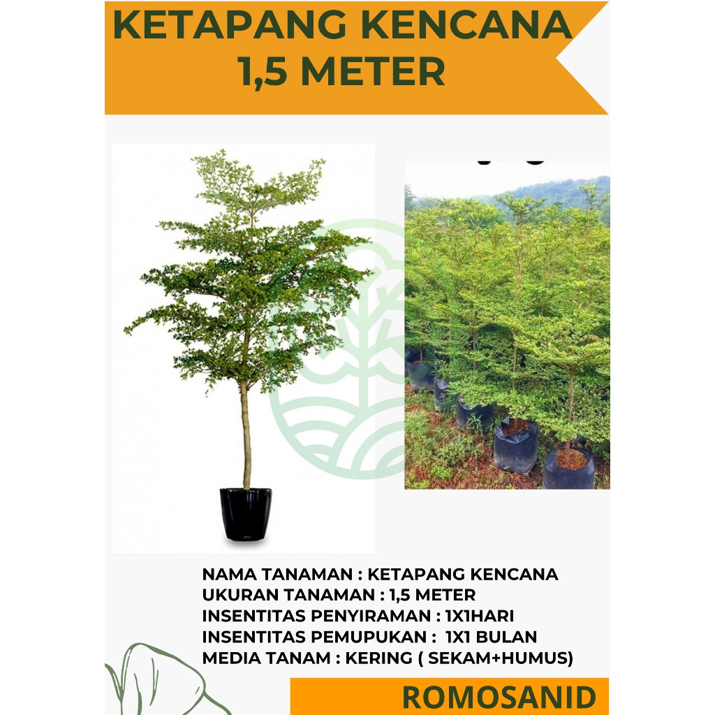Tanaman Hias Ketapang Kencana 1,5 Meter - Pohon Ketapang - ROMOSAN.ID