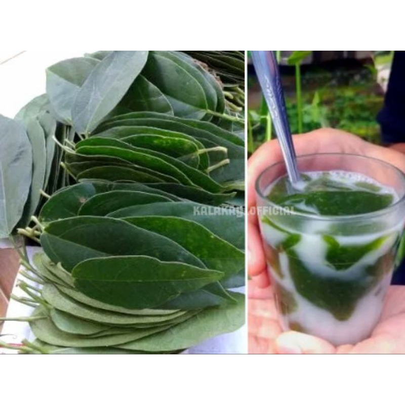 

Daun Cincau Perdu 50 Lembar / Daun Kipanas Cincau Non Bulu