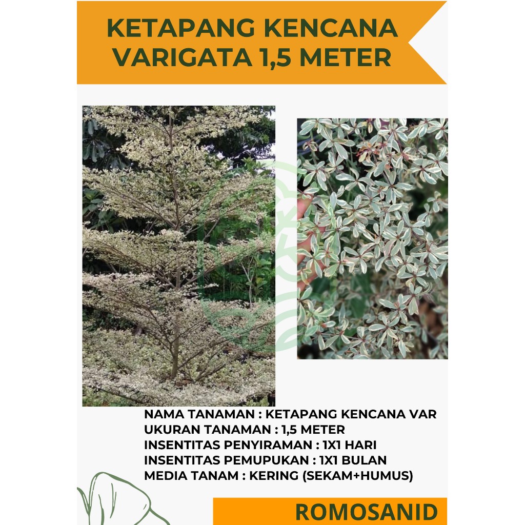 Tanaman Pohon Ketapang Kencana Varigata Putih 1,5 Meter - ROMOSAN.ID