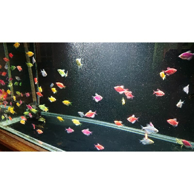 ikan hias aquascape glowfish ikan warna warni hiasan ikan aquarium