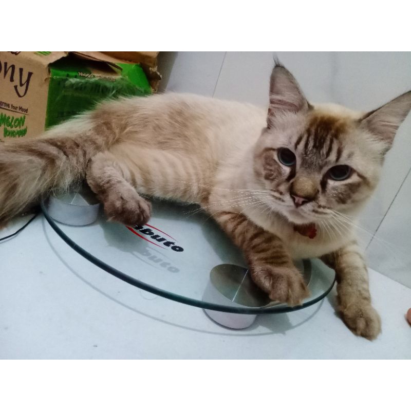 Kucing Anggora