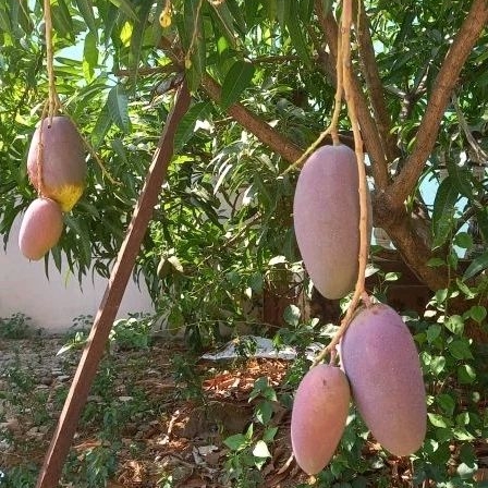 Bibit Mangga Miyazaki