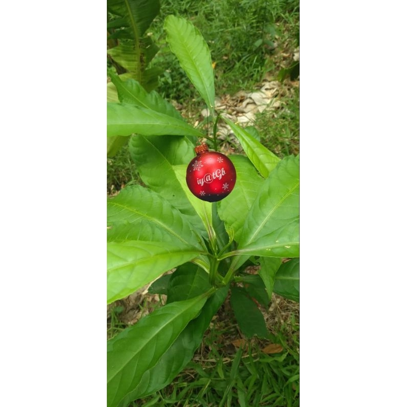 

daun senggugu segar || daun senggugu untuk gurah obat herbal per 50 Lembar || bibit senggugu cabutan