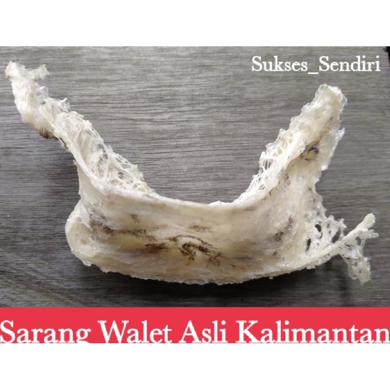 

Sarang burung walet asli walet rumahan