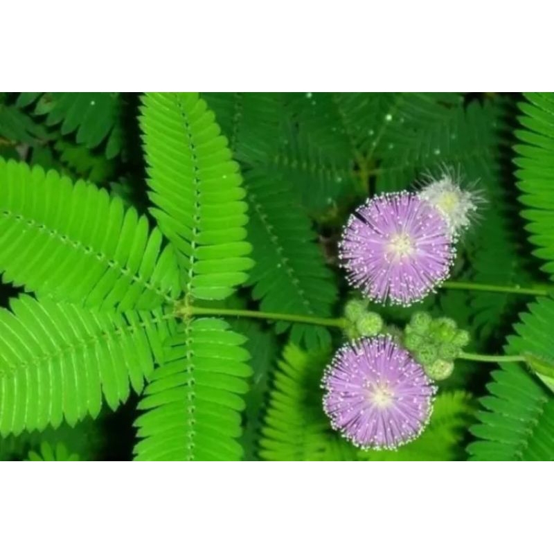 

Bibit daun pohon putri malu /500-gram