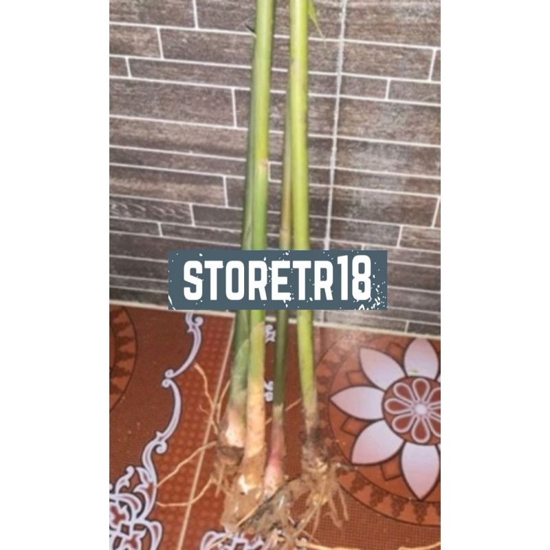 Bibit Parahulu Atau Rambutan Tanah Paket 2 Bibit