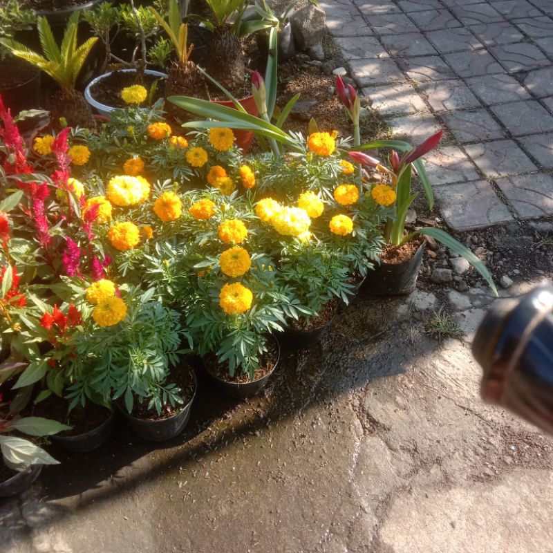 bunga senikir / bunga tai ayam