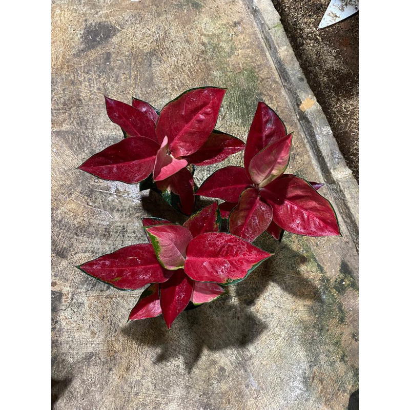 suksom super speciaL