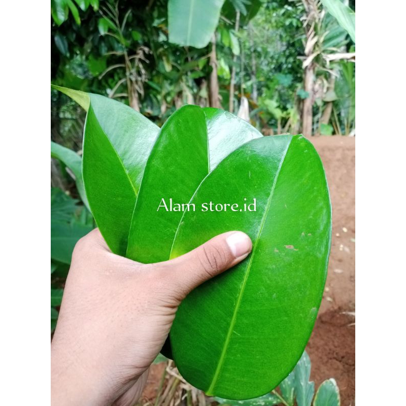 

Daun manggis murah terbaik 250 gram