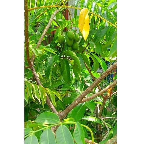 bibit kedondong/ bibit kedondong sudah berbuah