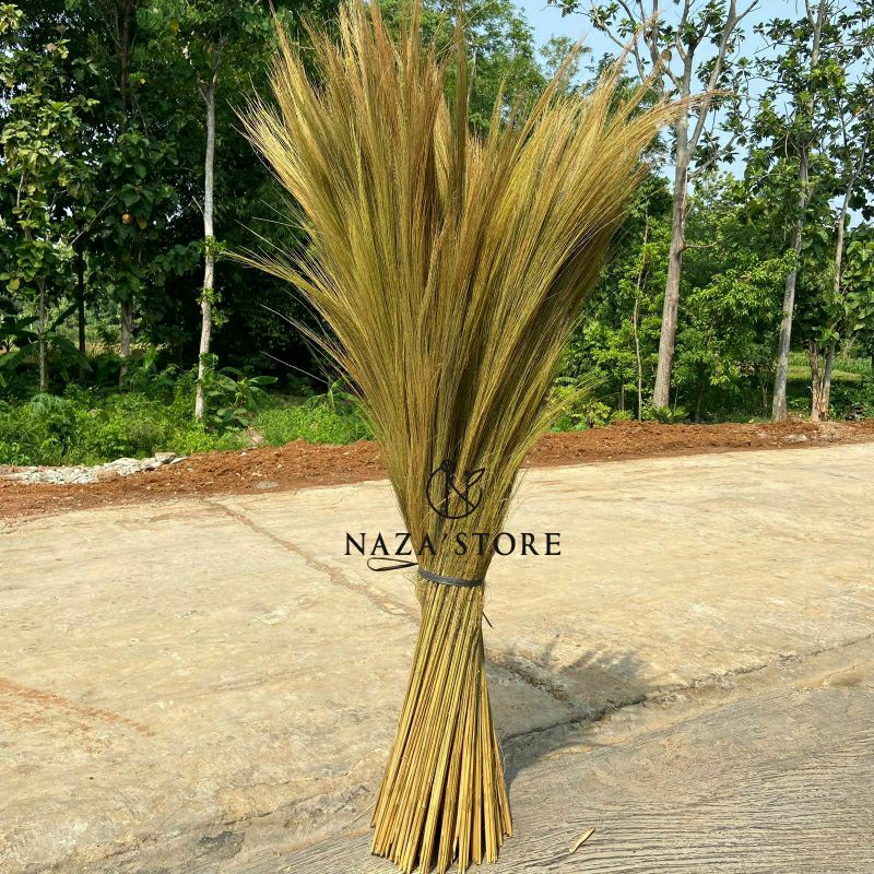 [1 Ikat] Daun Kering Pampas Rayung Warna Warni Panjang 130cm