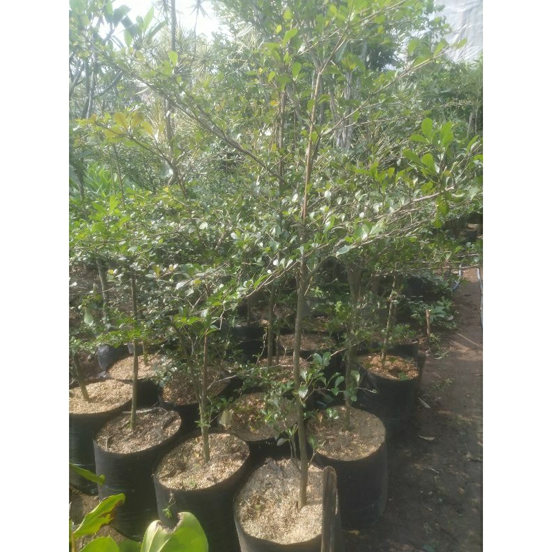 Ketapang Kencana 2 meter