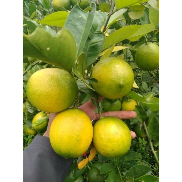 Bibit Jeruk Lemon California Asli Super Unggul Buah Lebat
