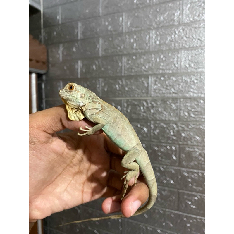 iguana blue red Baby up