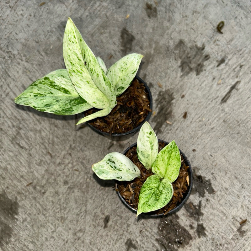 scindapsus treubii marble variegata
