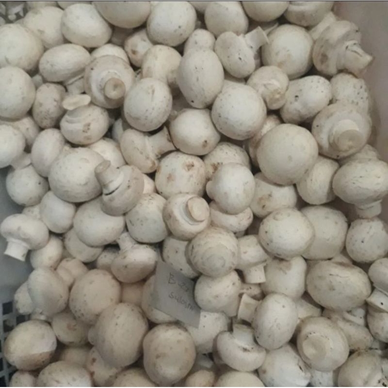 

Jamur Kancing / Jamur Champignon