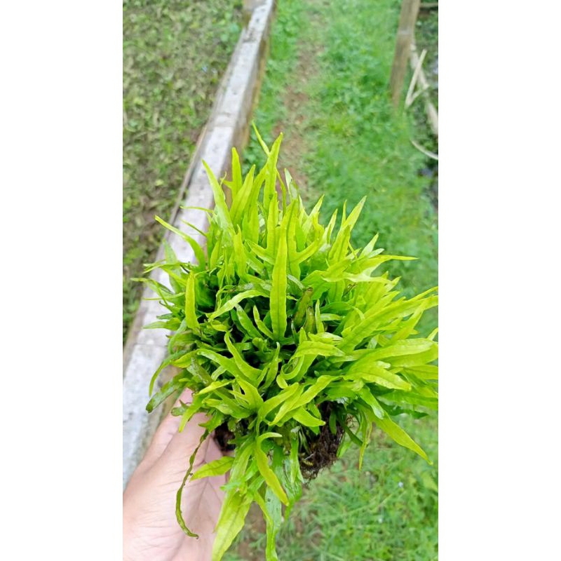 kadaka trident per 10 daun