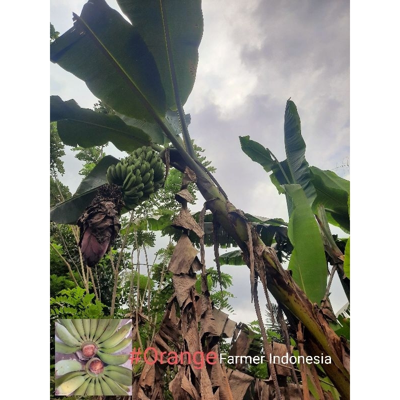 pisang raja 1 kg Asli Fresh