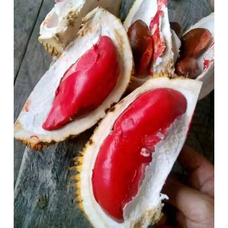 bibit durian merah ukuran 1 meter(bonus nangka madu)