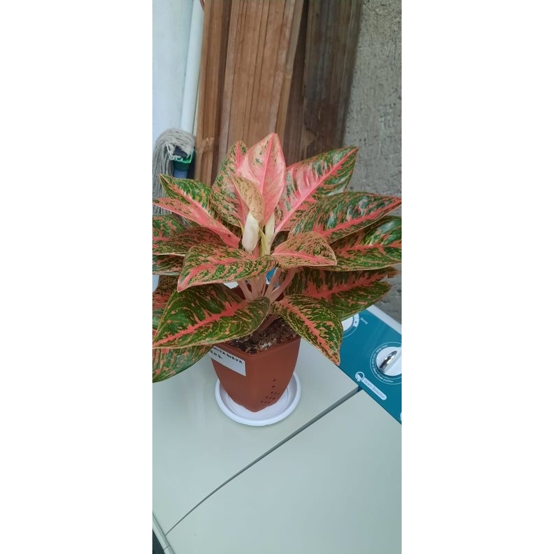 aglonema Reanita surya