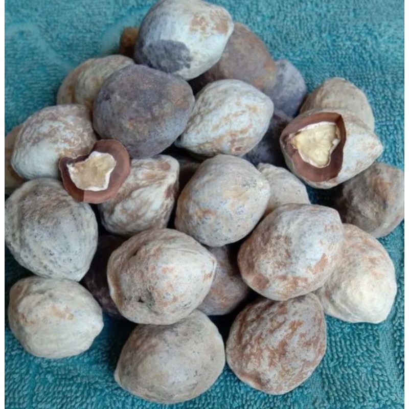 

Muncang jantan jantan /30 biji