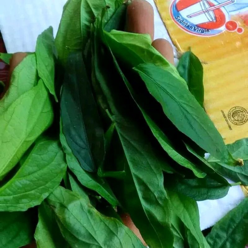 

Daun Belalai Gajah / Daun Kalingsir Segar Perlembar