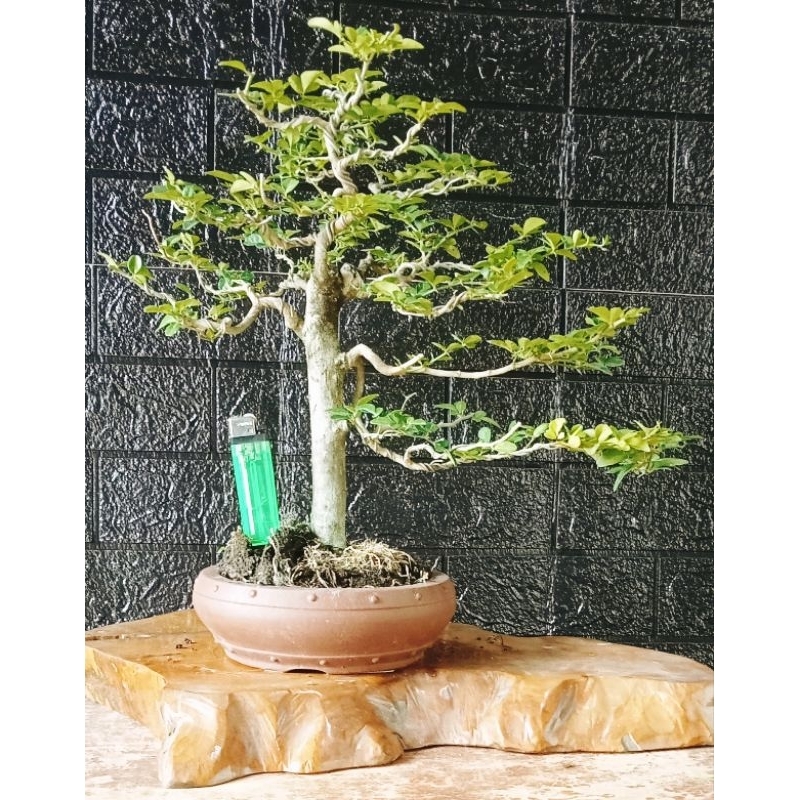 Bonsai Jeruk Kingkit