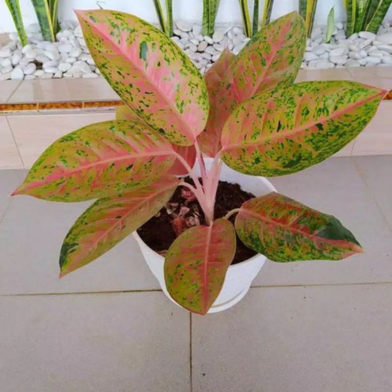 Dewasa Aglonema Big Roy Lulaiwan