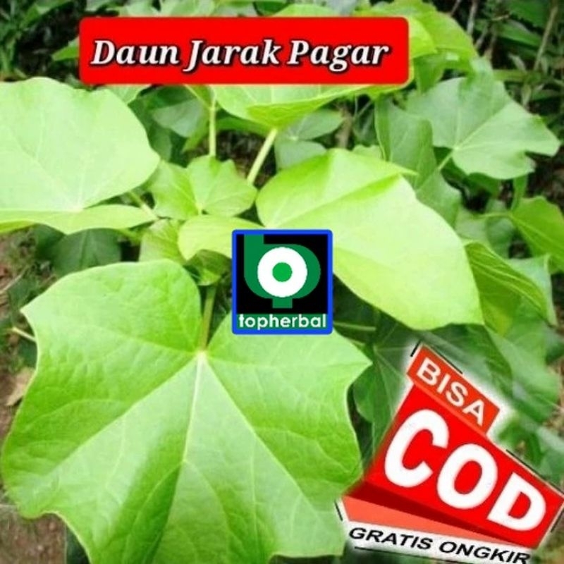 Daun Jarak Pagar Fresh 1 Kg