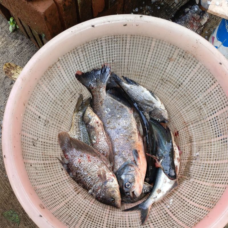 

bawal gurame patin