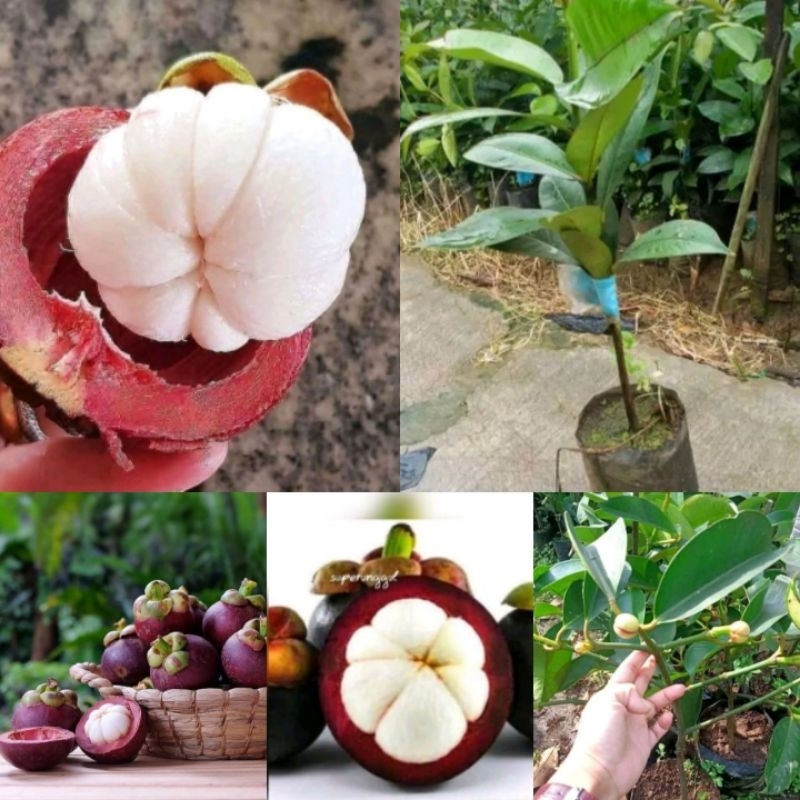 BIBIT MANGGIS UNGGUL tanpa biji