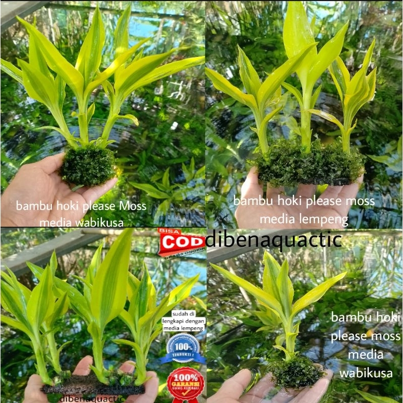 bambu hoki/Sri rejeki ada 4 pilihan sesuai selera aquascape akuarium/paludarium/tanaman hias