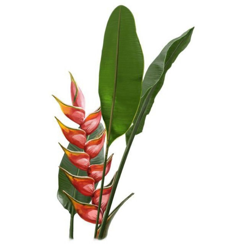 Tanaman hias Heliconia bihai merah