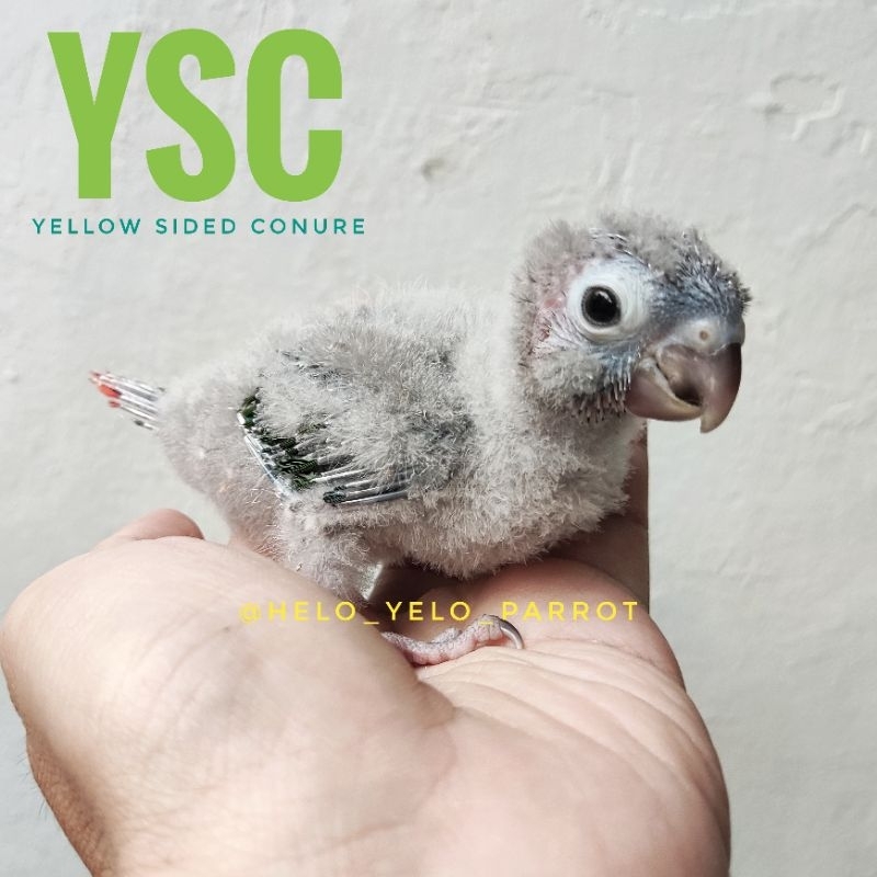 Yellow Sided Conure YSC